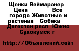 Щенки Веймаранер › Цена ­ 40 000 - Все города Животные и растения » Собаки   . Дагестан респ.,Южно-Сухокумск г.